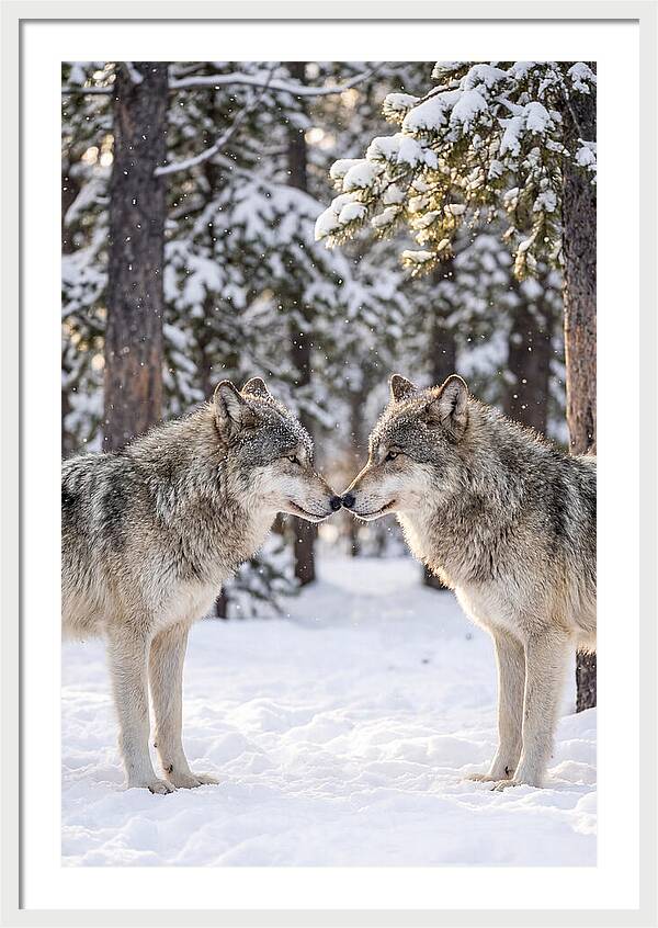 Gray Wolves In Winter Embrace