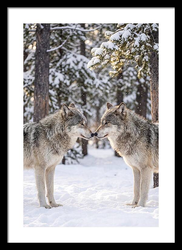 Gray Wolves In Winter Embrace