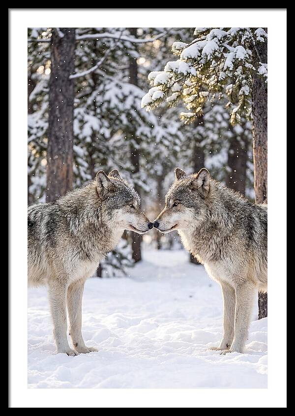 Gray Wolves In Winter Embrace