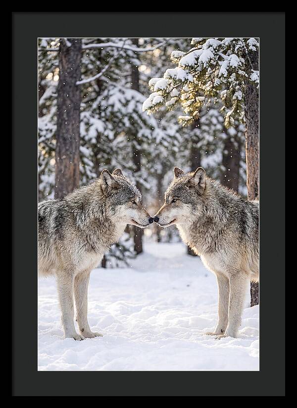Gray Wolves In Winter Embrace