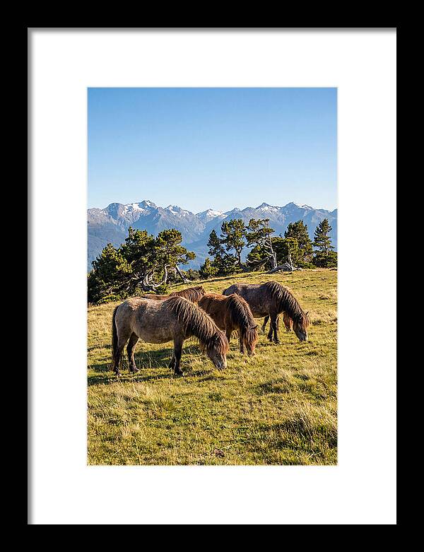 Grayson Highlands Ponies