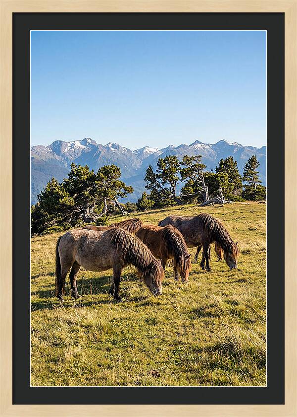 Grayson Highlands Ponies