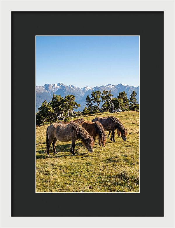 Grayson Highlands Ponies