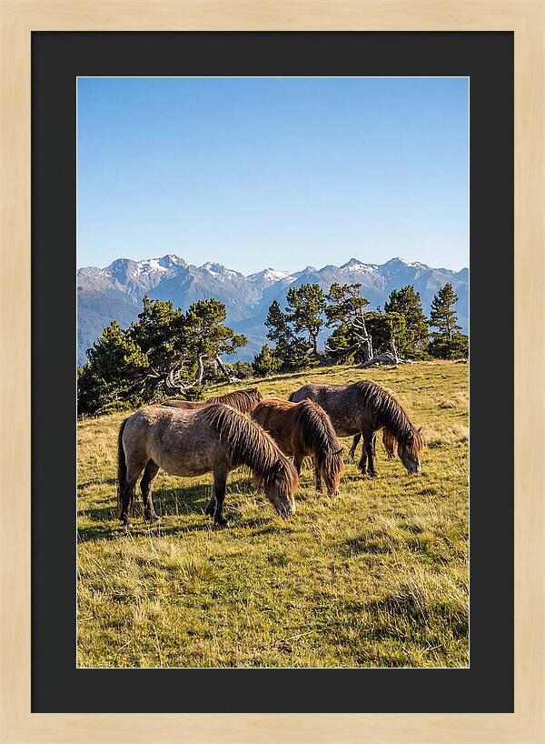 Grayson Highlands Ponies