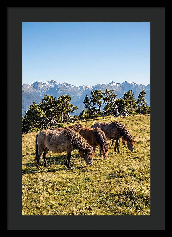 Grayson Highlands Ponies