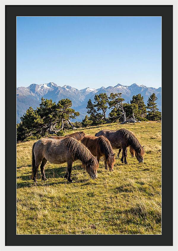 Grayson Highlands Ponies