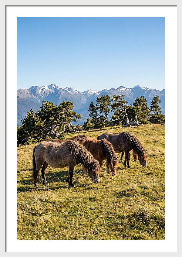 Grayson Highlands Ponies
