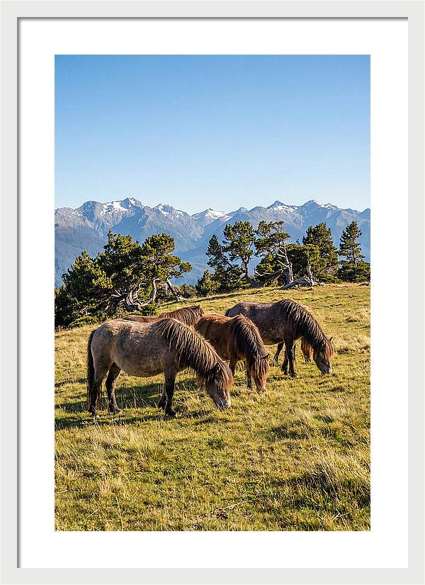 Grayson Highlands Ponies