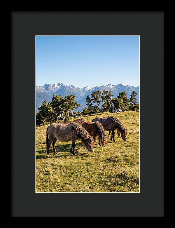 Grayson Highlands Ponies
