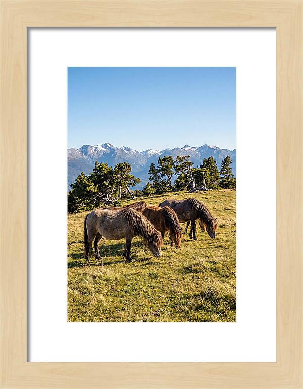 Grayson Highlands Ponies