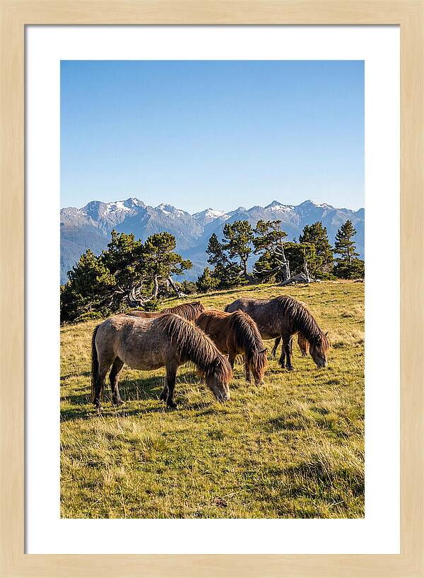 Grayson Highlands Ponies