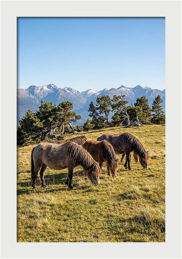 Grayson Highlands Ponies