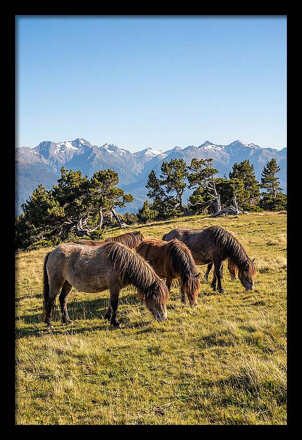 Grayson Highlands Ponies