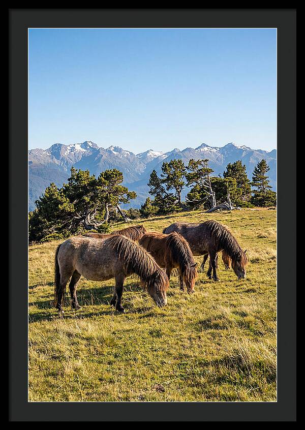 Grayson Highlands Ponies