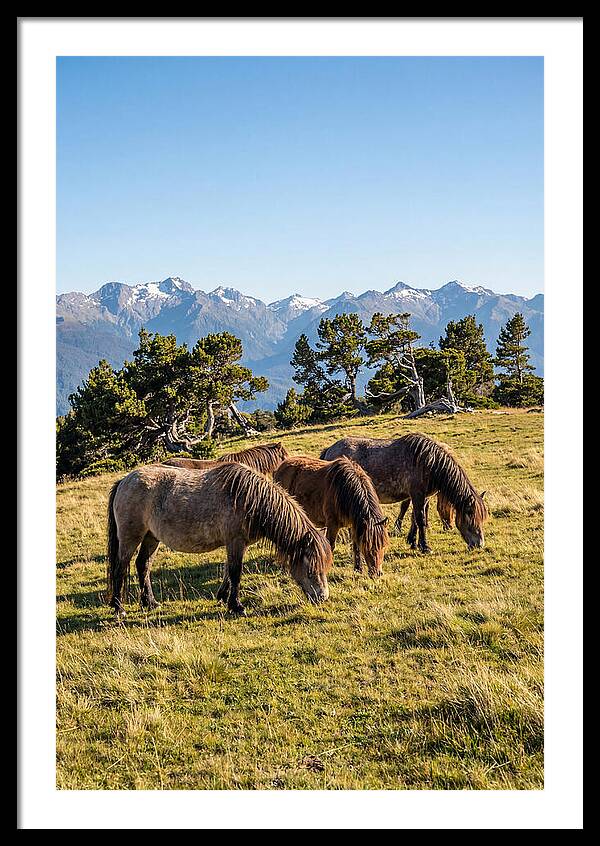 Grayson Highlands Ponies