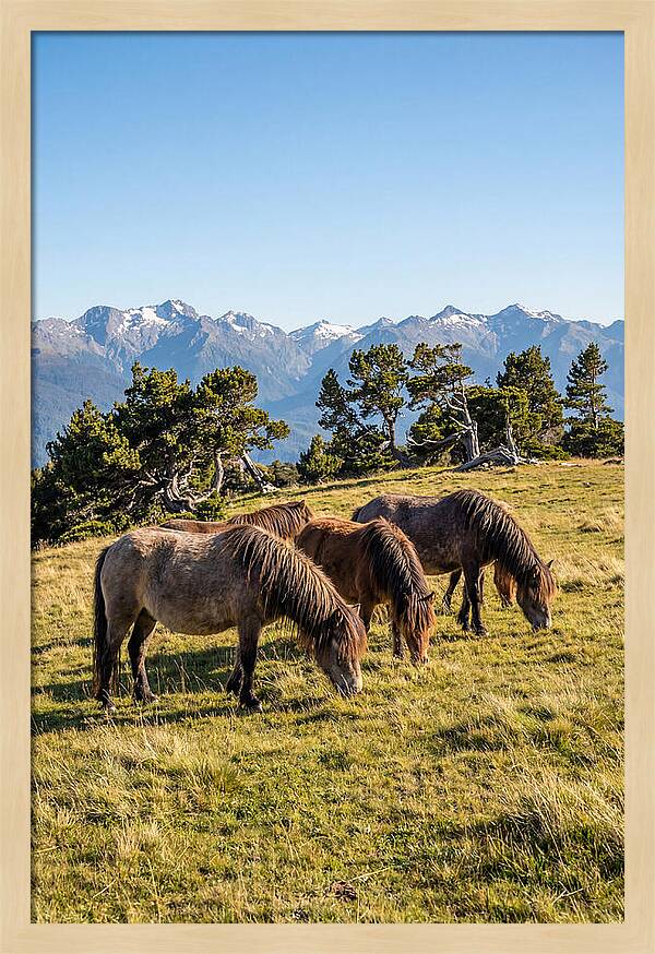 Grayson Highlands Ponies