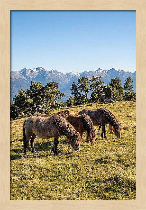 Grayson Highlands Ponies