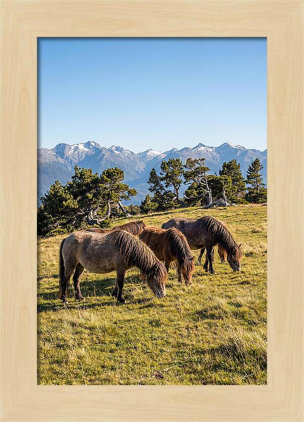 Grayson Highlands Ponies
