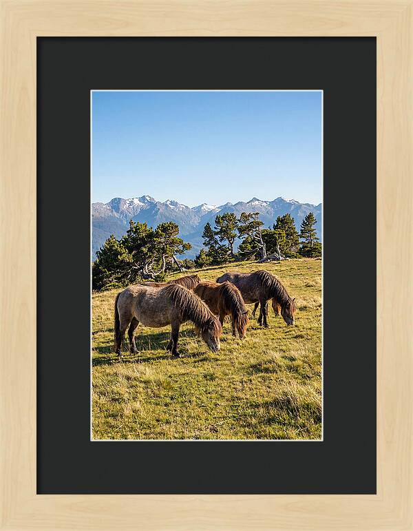Grayson Highlands Ponies