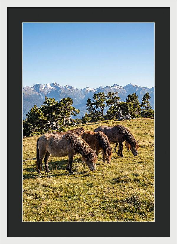 Grayson Highlands Ponies