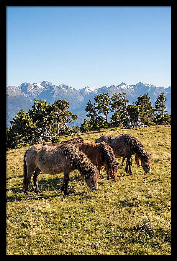Grayson Highlands Ponies