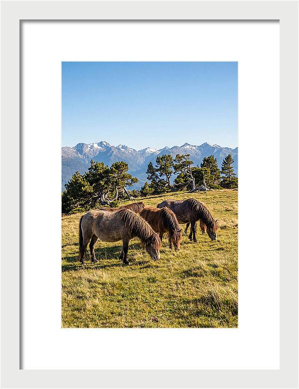 Grayson Highlands Ponies