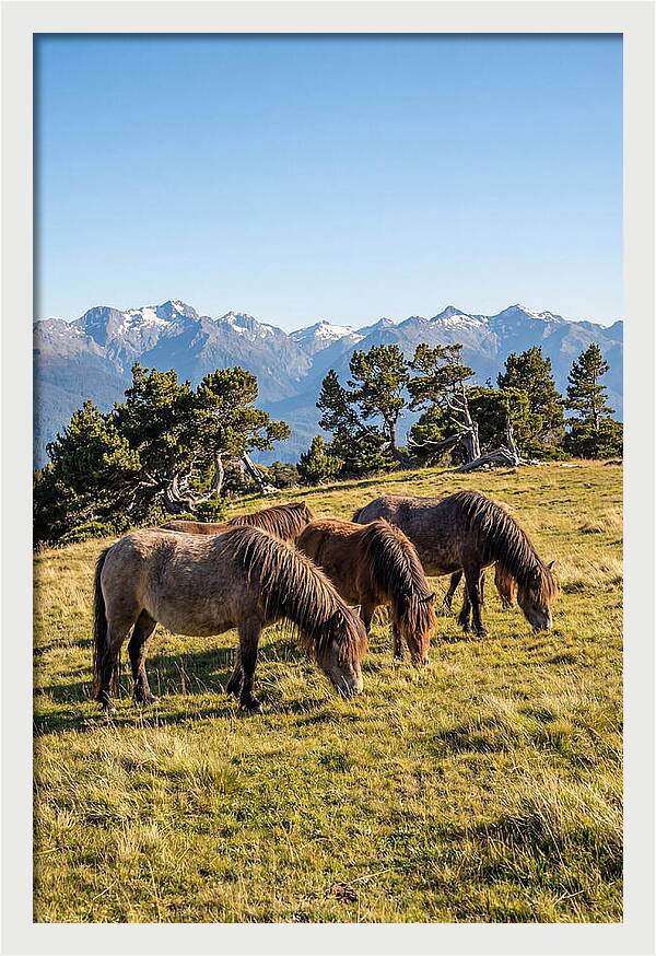 Grayson Highlands Ponies
