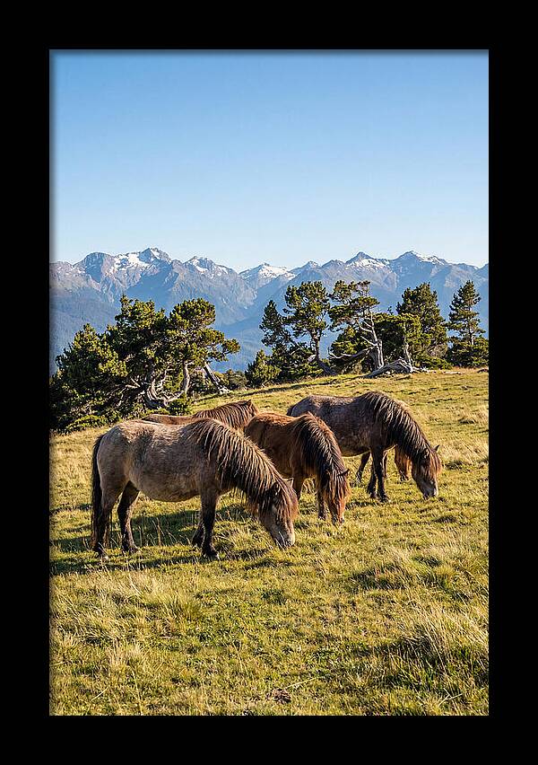 Grayson Highlands Ponies