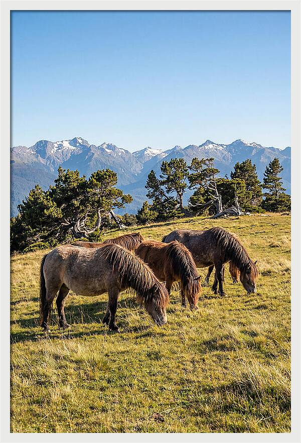 Grayson Highlands Ponies