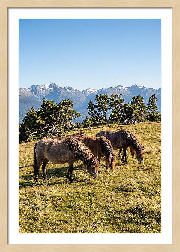 Grayson Highlands Ponies