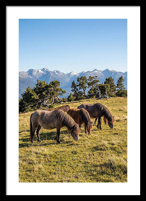 Grayson Highlands Ponies