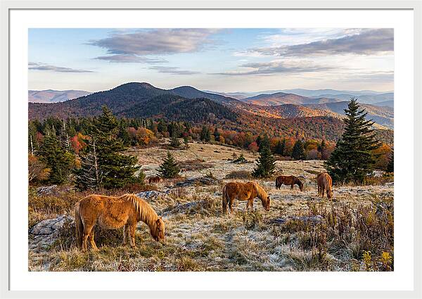 Grayson Highlands Serenity