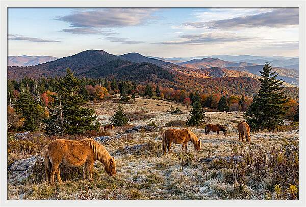 Grayson Highlands Serenity