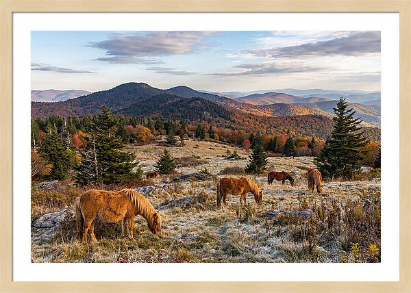 Grayson Highlands Serenity