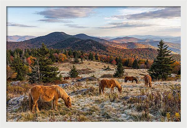 Grayson Highlands Serenity