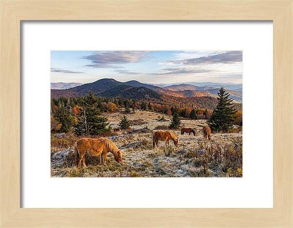 Grayson Highlands Serenity