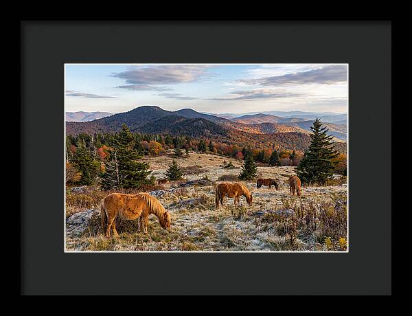 Grayson Highlands Serenity