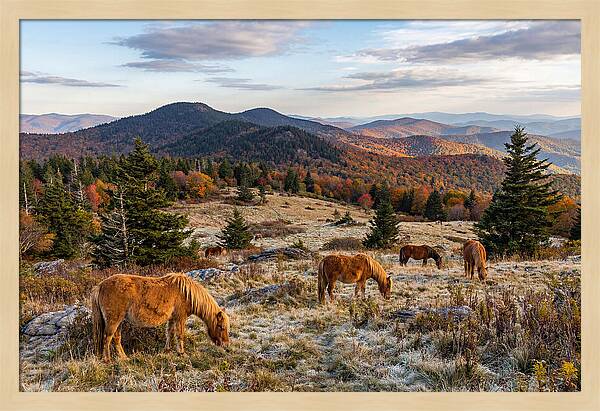 Grayson Highlands Serenity