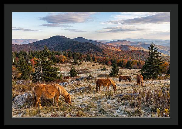 Grayson Highlands Serenity