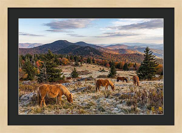 Grayson Highlands Serenity