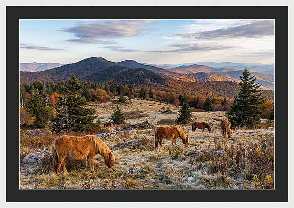 Grayson Highlands Serenity