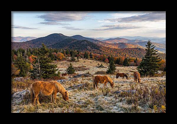 Grayson Highlands Serenity