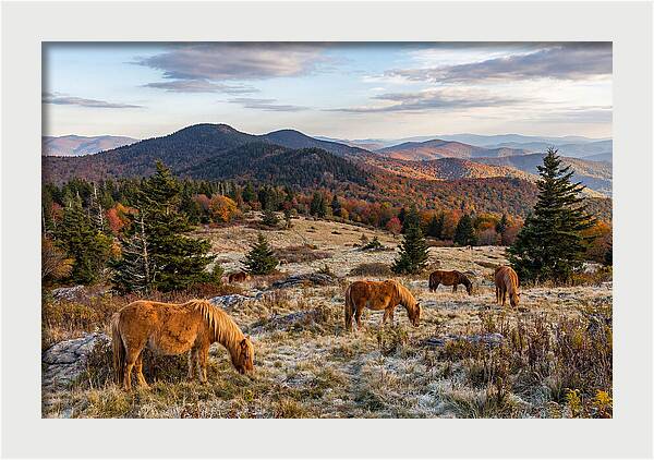 Grayson Highlands Serenity