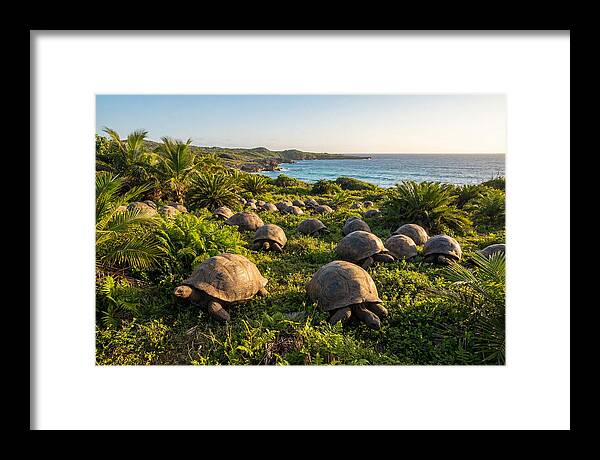 Grazing Aldabra Giant Tortoises