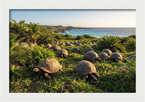 Grazing Aldabra Giant Tortoises