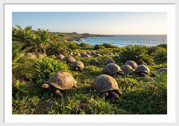 Grazing Aldabra Giant Tortoises