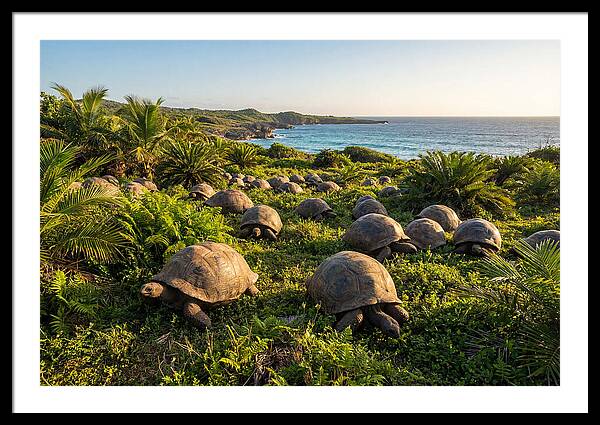 Grazing Aldabra Giant Tortoises