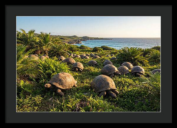 Grazing Aldabra Giant Tortoises