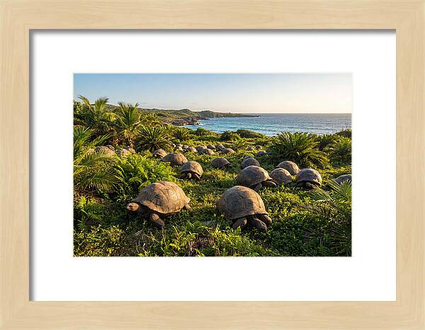 Grazing Aldabra Giant Tortoises