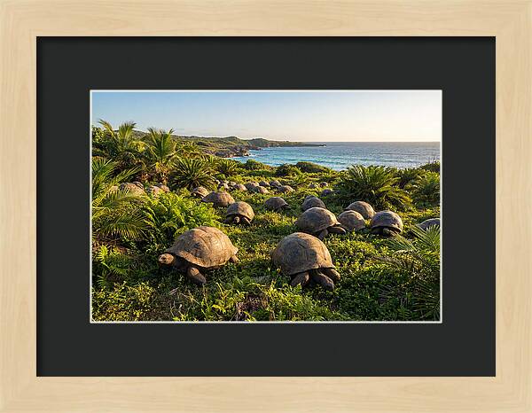 Grazing Aldabra Giant Tortoises
